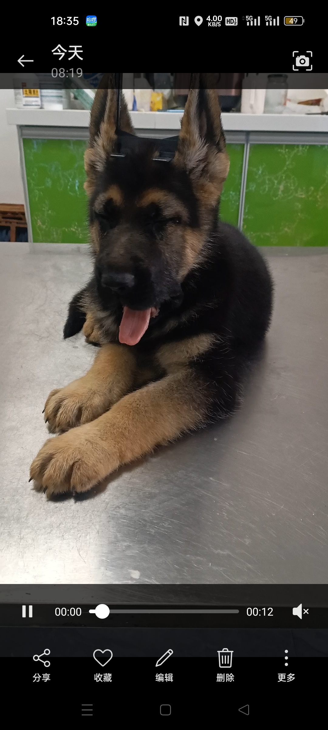德国牧羊犬
